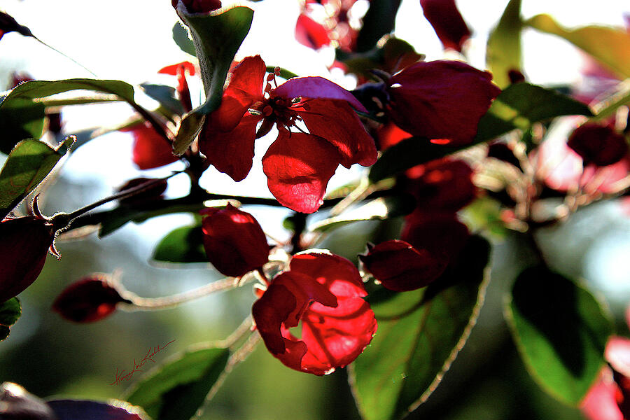 Spring Crabapple Blossom Photograph by Hanne Lore Koehler