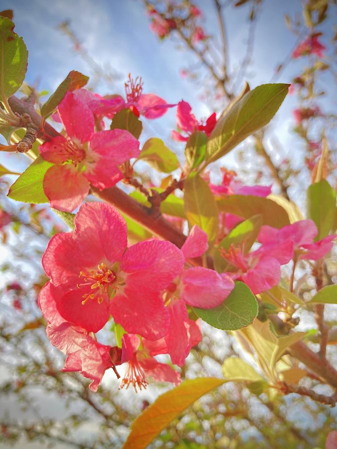 Spring Crabapple Blossom Photograph by Mary Lee Dereske