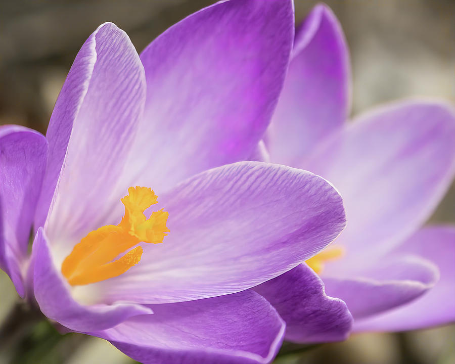 Spring Photograph - Spring Crocus Close-Up by Patti Deters