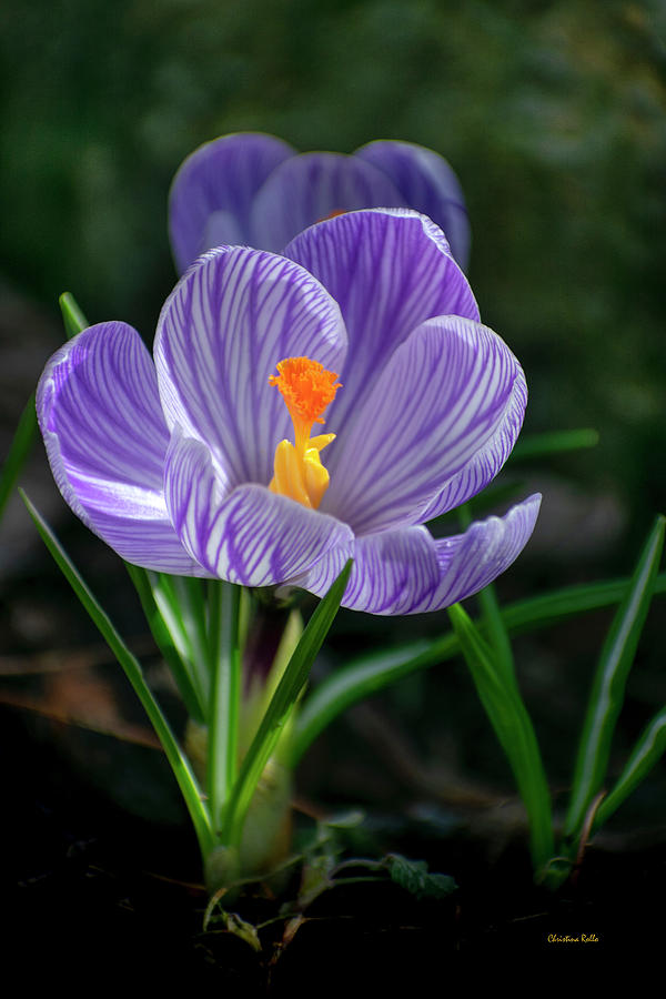 Spring Crocus Flower Photograph by Christina Rollo