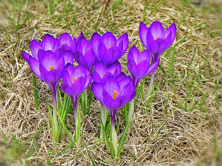 Spring Photograph - Spring Crocus Flowers by Lyuba Filatova