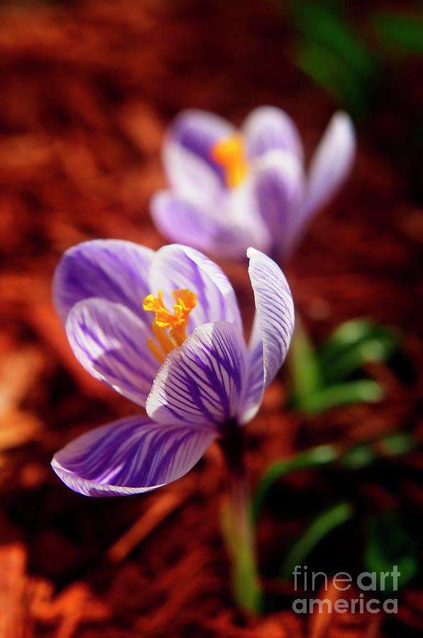 Spring Crocus Photograph by Mary Machare