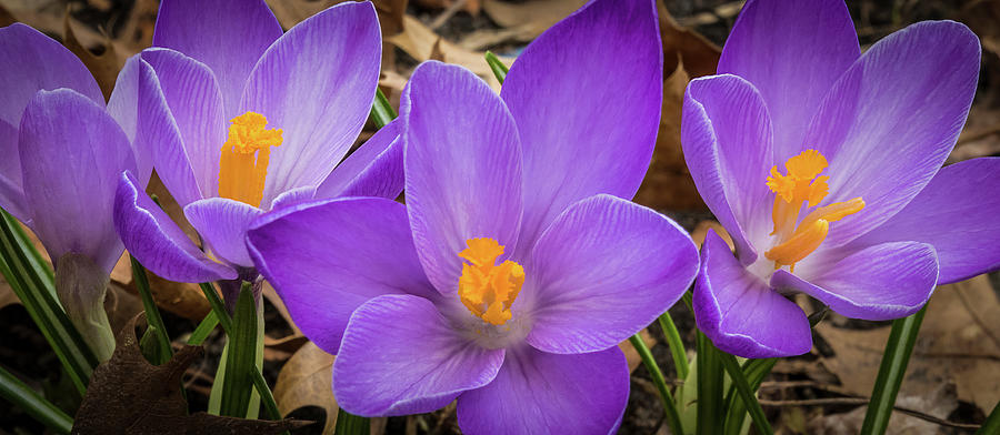 Spring Crocus Pano Photograph by Patti Deters