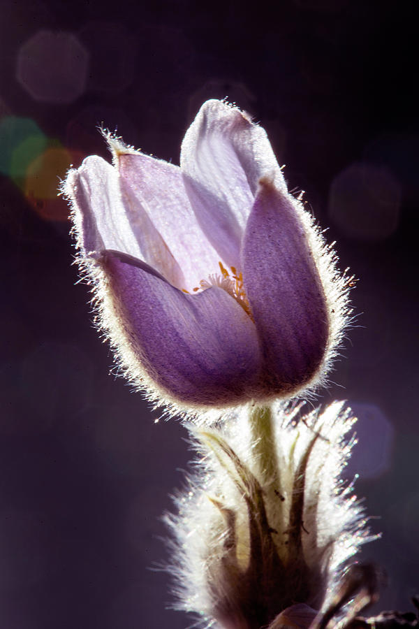 Spring Crocus Sunlit Photograph