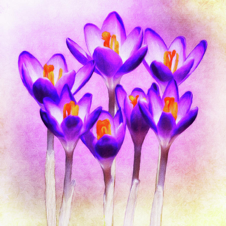 Spring Crocus - The Color Of Things To Come Photograph by Leslie Montgomery