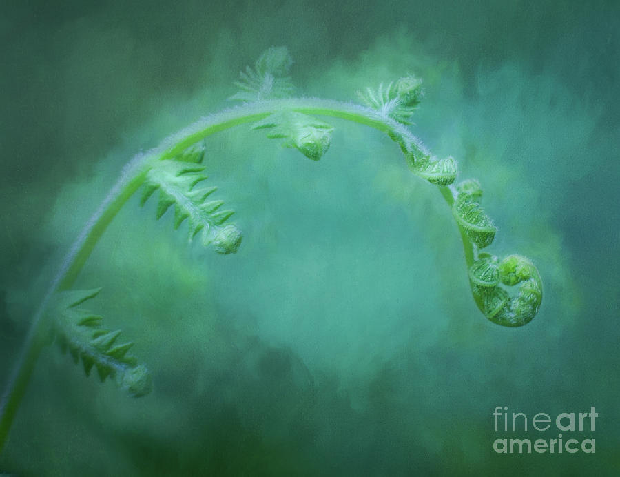 Spring Curled Fern Photograph by Ava Reaves