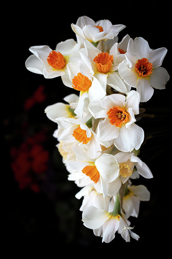 Spring Photograph - Spring Daffodil Cascade by Vanessa Thomas