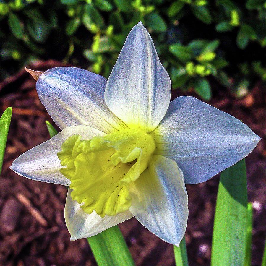 Spring Daffodil Flowers Photograph by Louis Dallara