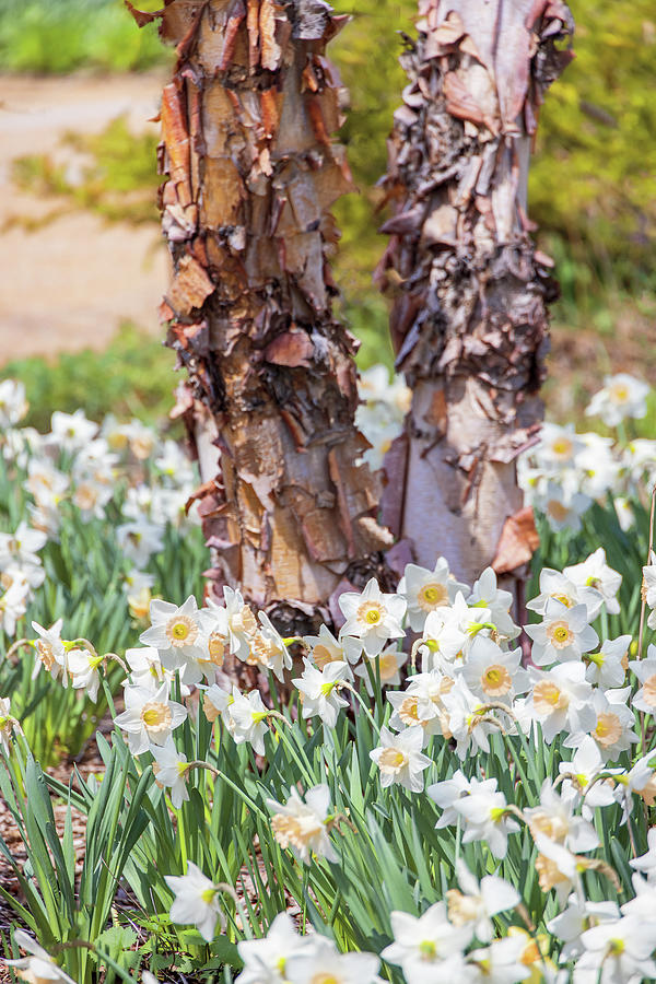 Spring Daffodil Garden - Vertical Photograph by Patti Deters