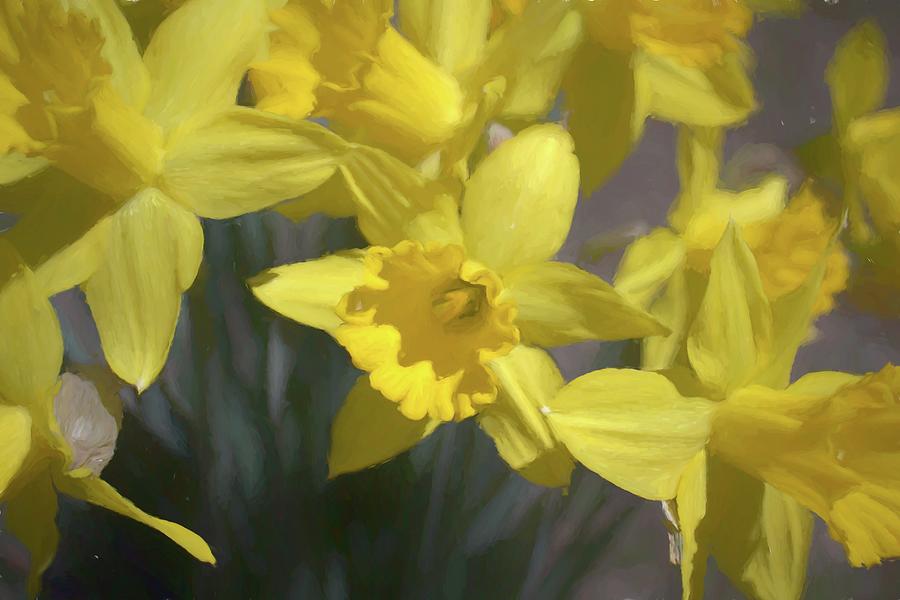 Spring Daffodils Photograph by Alison Frank