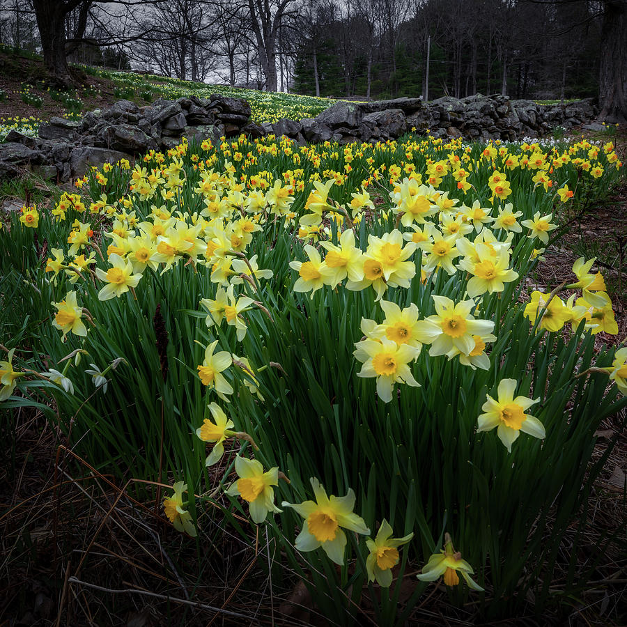 Spring Daffodils Photograph by Bill Wakeley