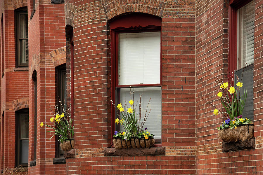 Spring Daffodils in Brownstone Window Boxes - Boston Photograph by Joann Vitali
