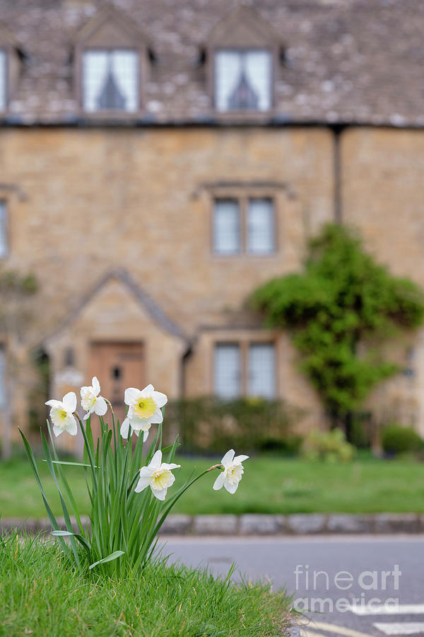 Spring Photograph - Spring Daffodils in the Cotswold Village of Lower Slaughter by Tim Gainey