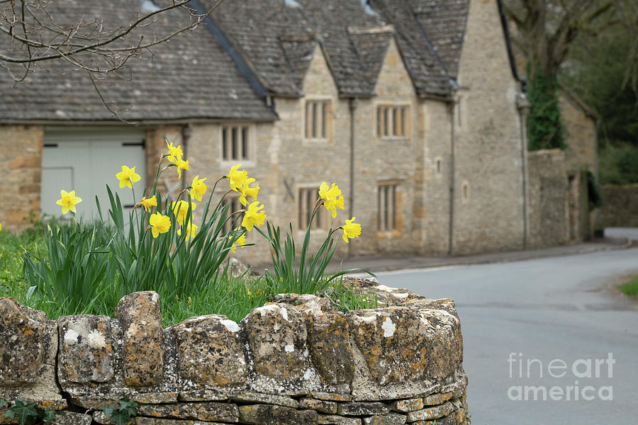 Spring Photograph - Spring Daffodils in the Cotswold Village of Upper Slaughter by Tim Gainey