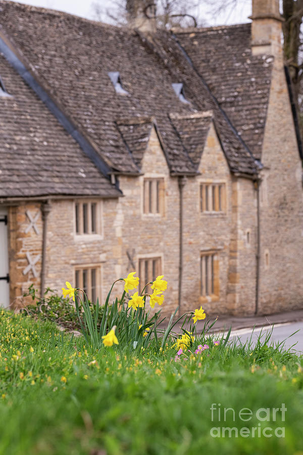 Spring Photograph - Spring Daffodils in Upper Slaughter Cotswolds by Tim Gainey
