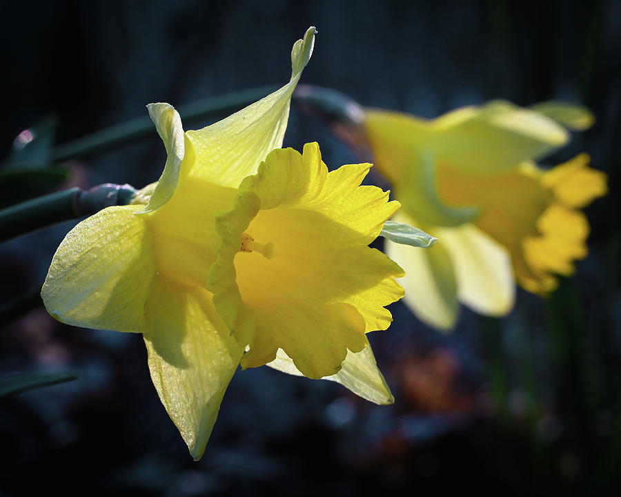 Spring Daffodils Photograph by Steven Nelson