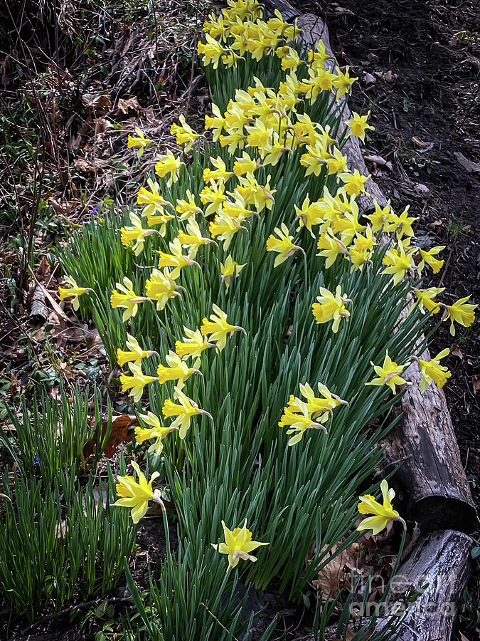 Spring Daffodils  Photograph by William Norton