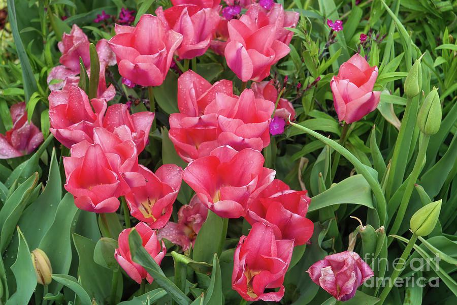 Springtime Pink Tulips Photograph by Diana Mary Sharpton