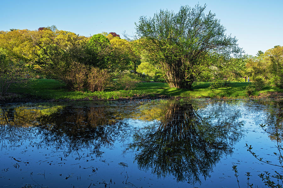 Spring Day at the Arnold Arboretum  Jamaica Plain MA Reflection Photograph by Toby McGuire