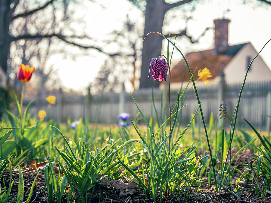 Spring Day Flowers in Colonial Williamsburg Photograph by Rachel Morrison
