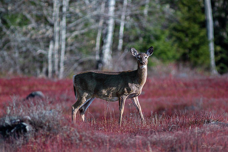 Spring Doe Photograph by Marty Saccone