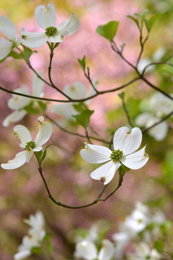 Beautiful Spring Flowering Dogwood Tree  Photograph by Dianne Sherrill