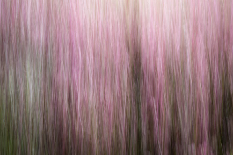 Spring Dogwoods Abstract Photograph by Kristen Wilkinson