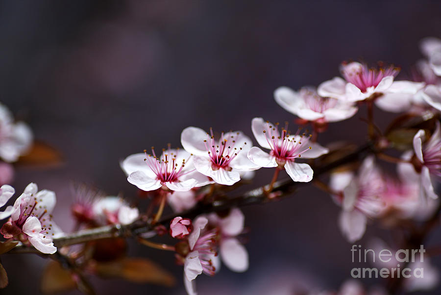 Spring Dream  Photograph by Joy Watson