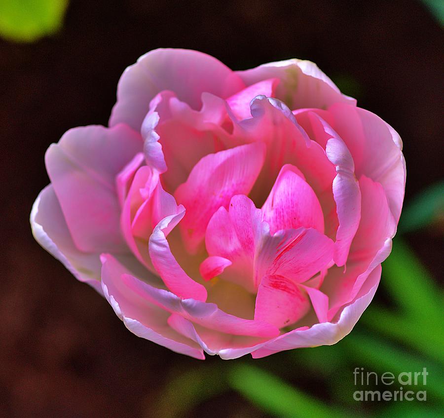 Spring Dream With a Pink Tulip Photograph by Amalia Suruceanu