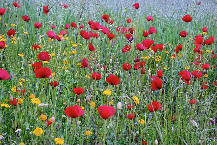 Spring dreams. Sea of flowers. Spain Photograph by Guido Montanes ...