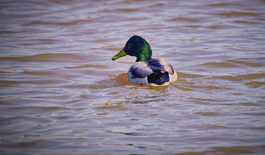 Spring duck #k9 Photograph by Leif Sohlman
