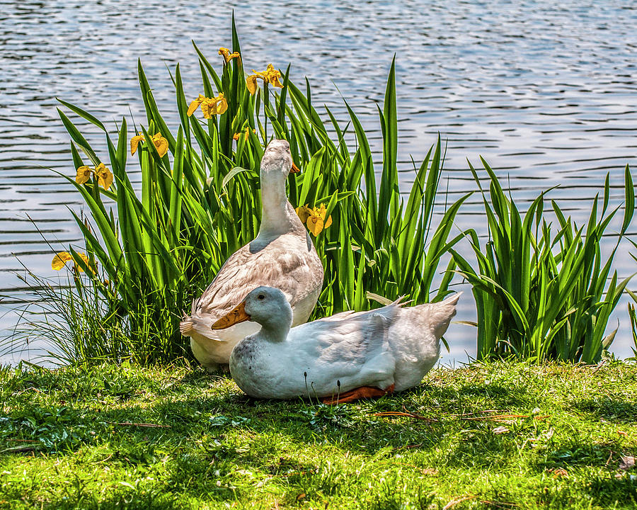 Spring Ducks Photograph by Cathy Kovarik