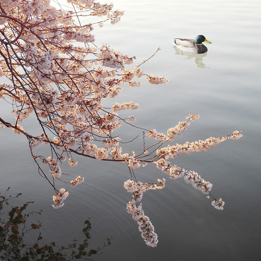 Spring Early Duck Prophet Photograph by Yue Wang