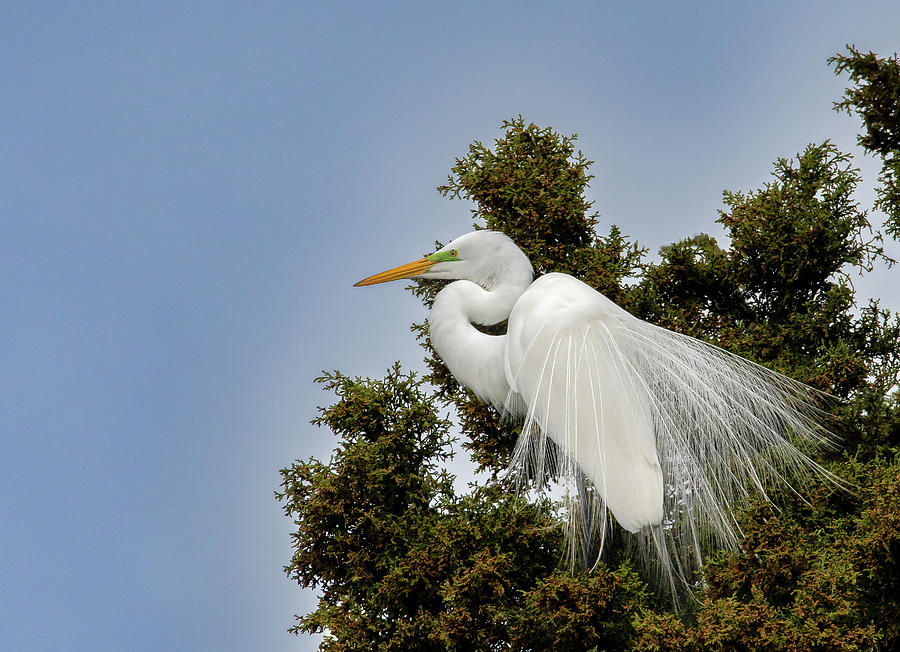 Spring Egret Photograph by Brian Shoemaker