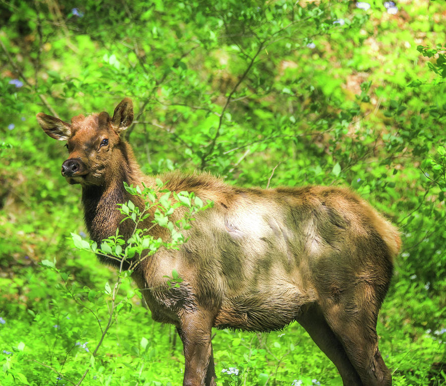 Spring Elk In The Smoky Mountains Photograph by Dan Sproul