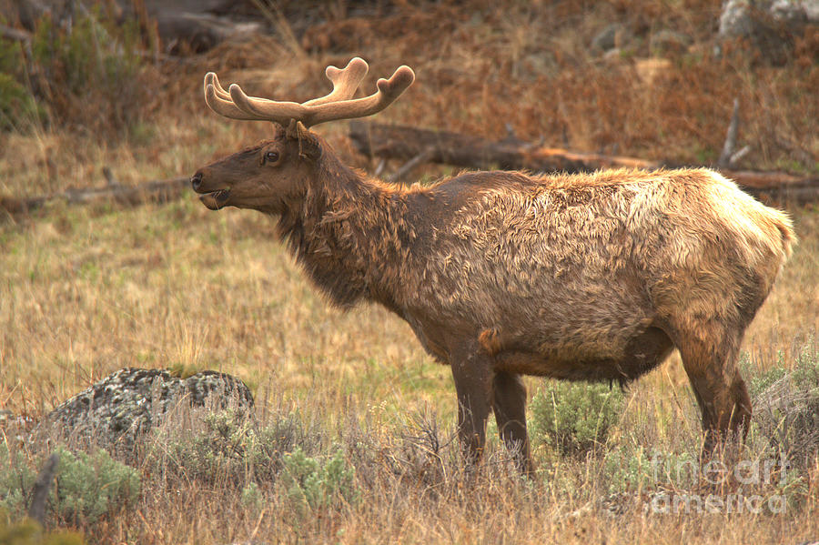 Spring Elk Pose Photograph by Adam Jewell
