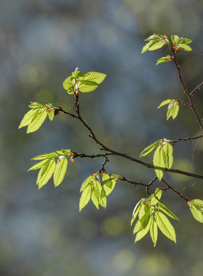 Spring Elm Leaves Photograph by Karen Rispin