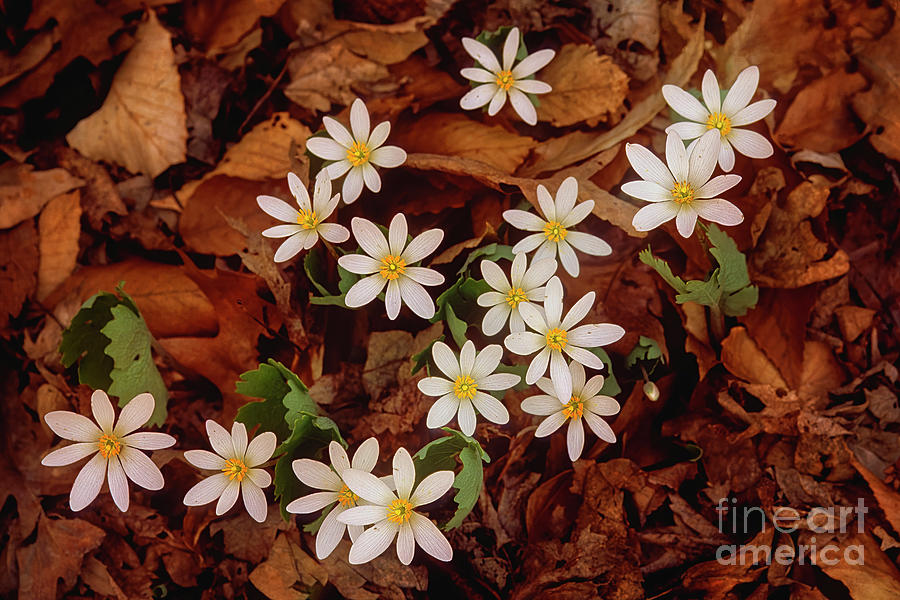 Spring ephemeral Bloodroot cluster FL4508-2 Photograph by Mark Graf