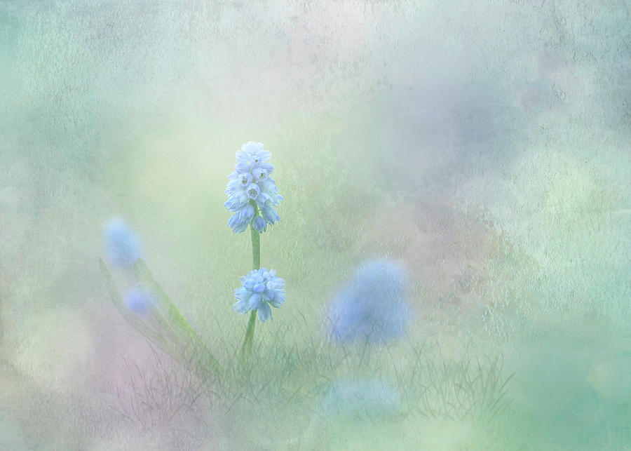 Spring Ephemeral with Texture Muscari Photograph by