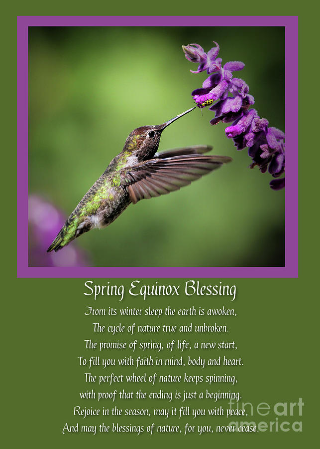 Spring Equinox Blessing with Hummingbird and Bug Photograph by