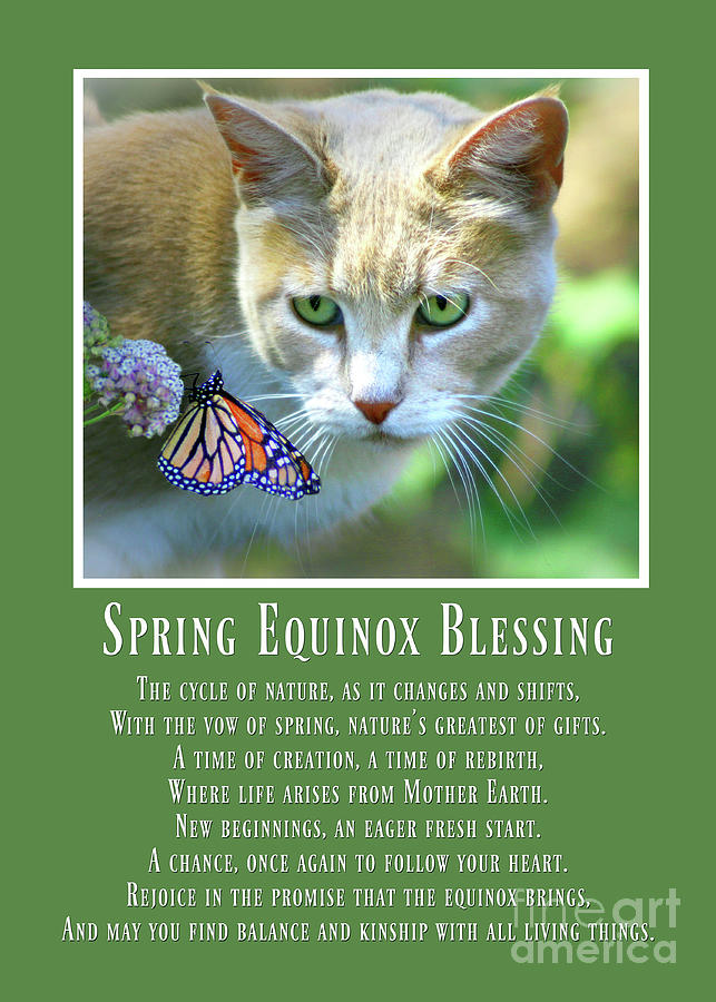 Spring Equinox Ostara Cat and Butterfly Blessing Poem Photograph by