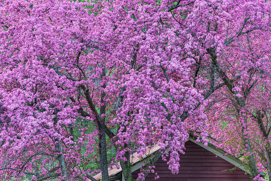 Spring Evening Blossoms Photograph