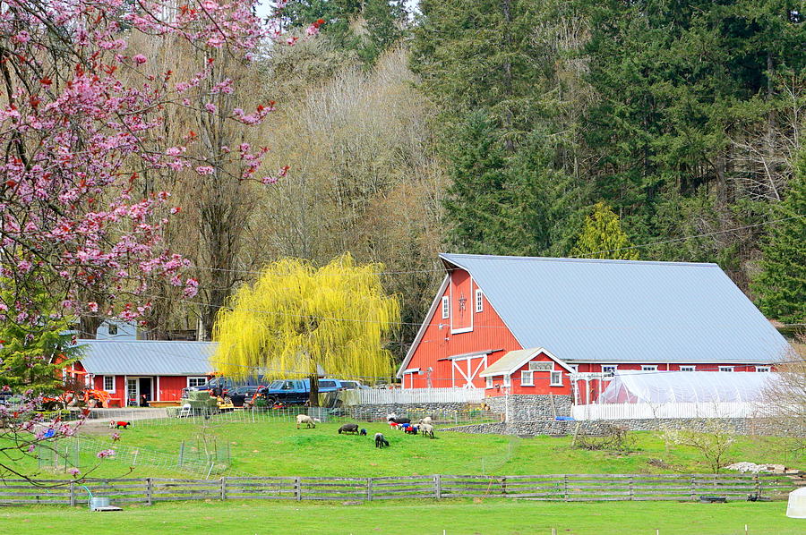 Spring Farm Photograph by Bill TALICH