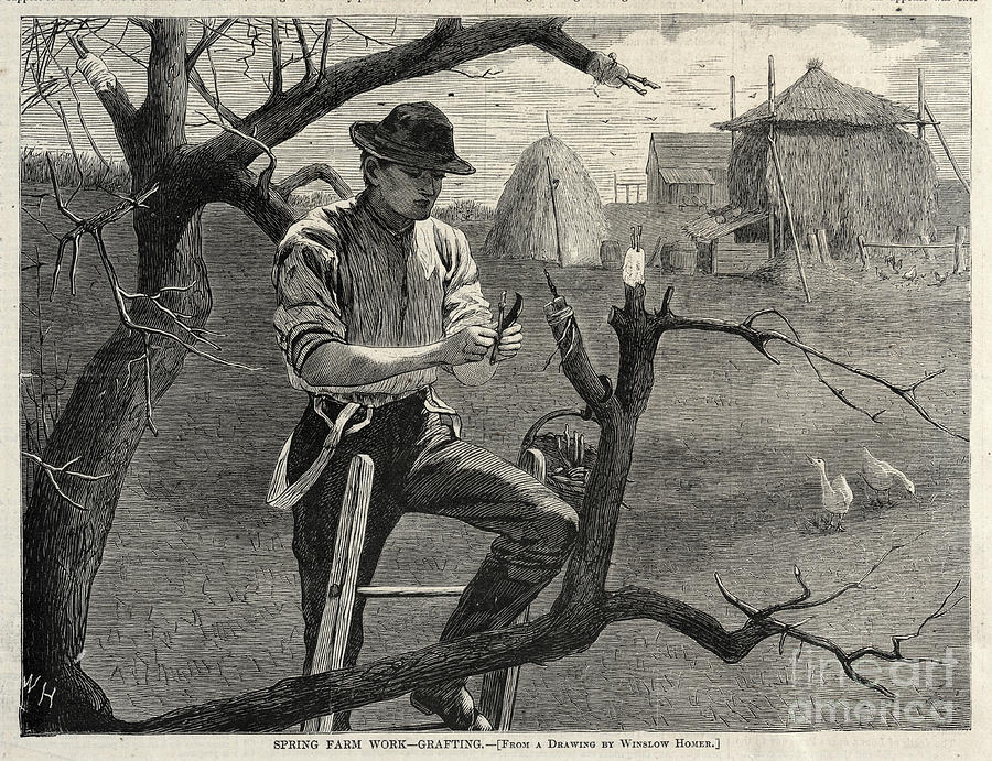 Spring Farm Work - Grafting o1 Photograph by Historic illustrations