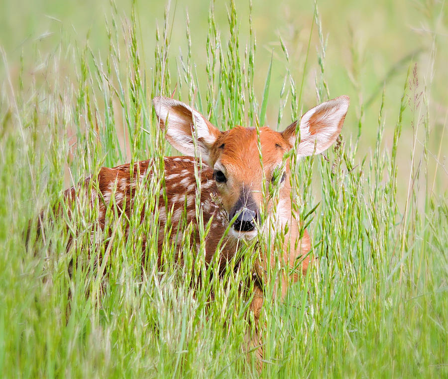 Spring Fawn Logo