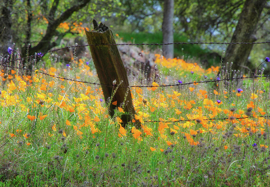 Spring Fence line  Photograph by Steph Gabler