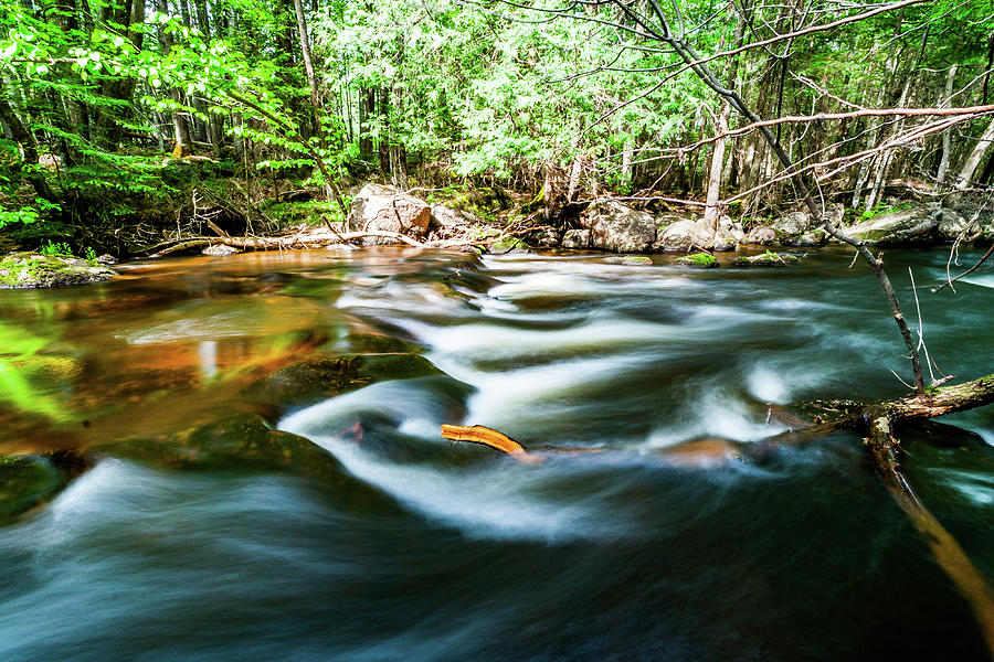 Tree Photograph - Spring Fever on the Little Wolf River by Neal Nealis