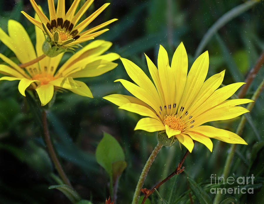 Spring Fever Photograph by Susan Warren - Fine Art America