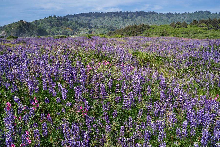 Flower Photograph - Spring Fields of Lupine by Greg Nyquist