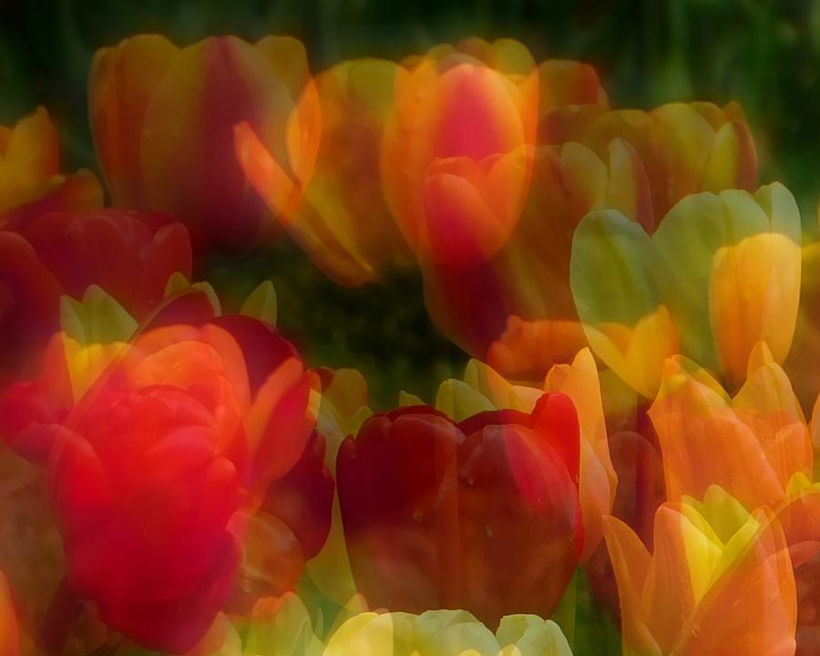 Tulip Photograph - Spring fling by Karen Cook